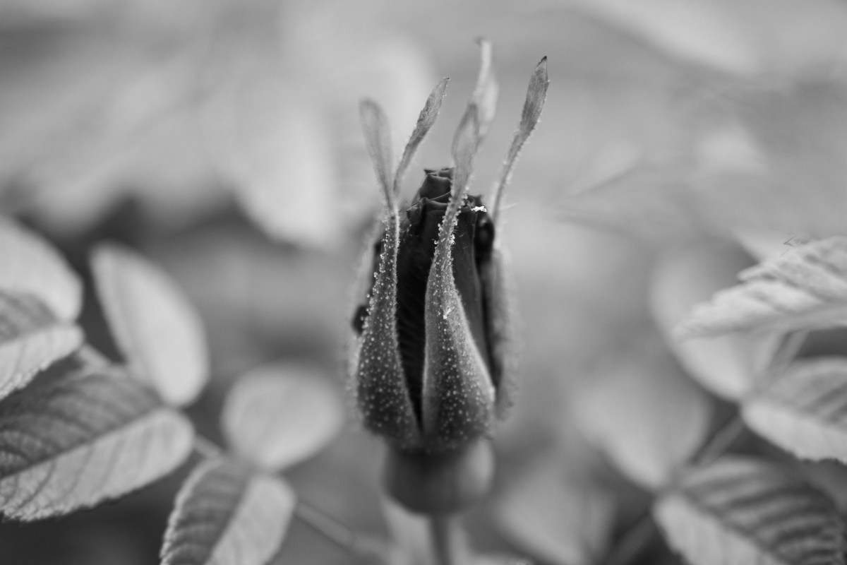 Photography as Mindfulness